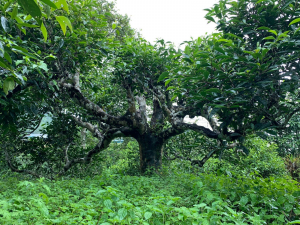 TRÀ PHỔ NHĨ